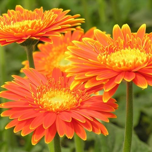 Hạt Giống Hoa Đồng Tiền Túi 10 Hạt - Chất Lướng Cao - Kèm Quà Tặng