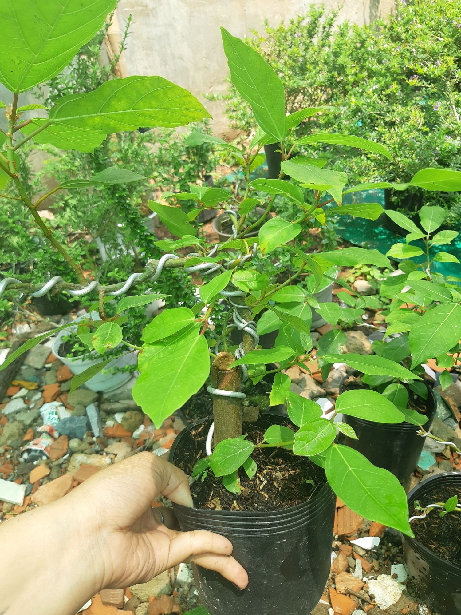 cây sung bonsai mini