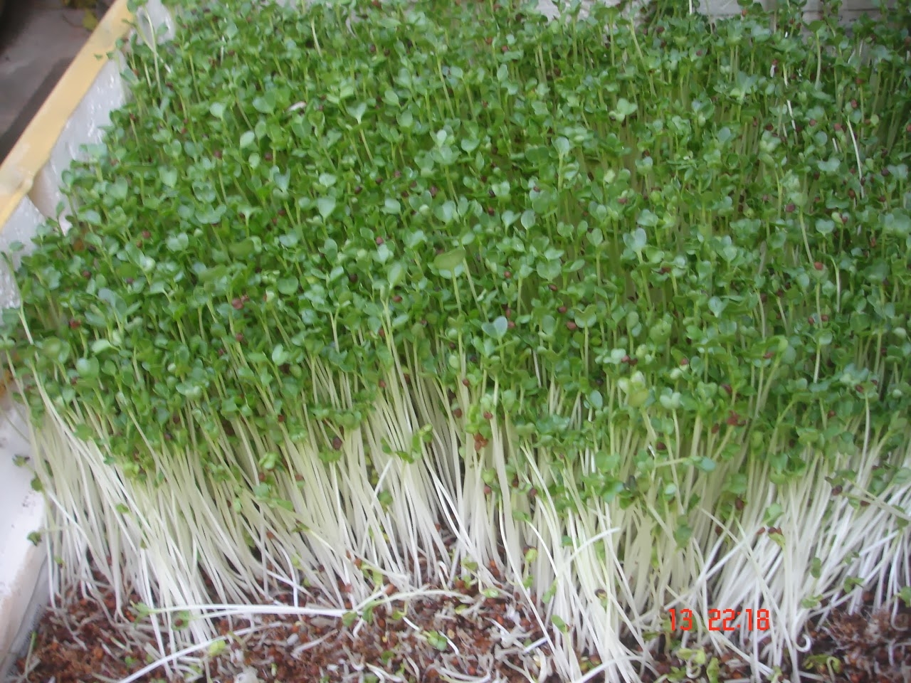 Hạt Giống Rau Mầm Lơ Xanh
