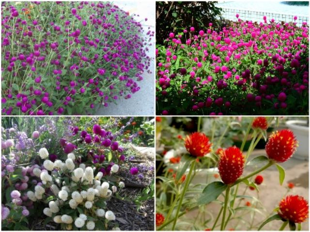 50 Hạt giống hoa cúc bách nhật trắng