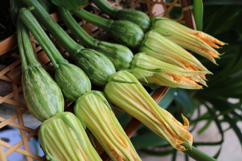 Hạt giống bí nụ lai Rạng Đông