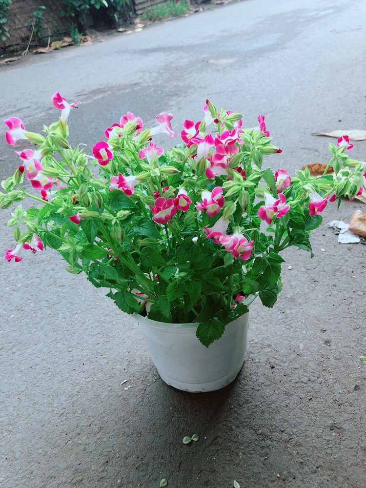 Hoa Ban Sê Hồng