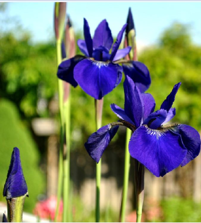 "Gói 10 "Hạt giống hoa Diên vĩ Xanh (Iris Xanh ) [Seeds]