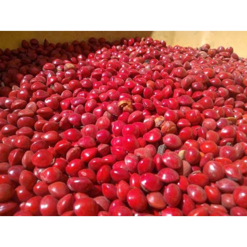 hạt giống cẩm lai(1kg)