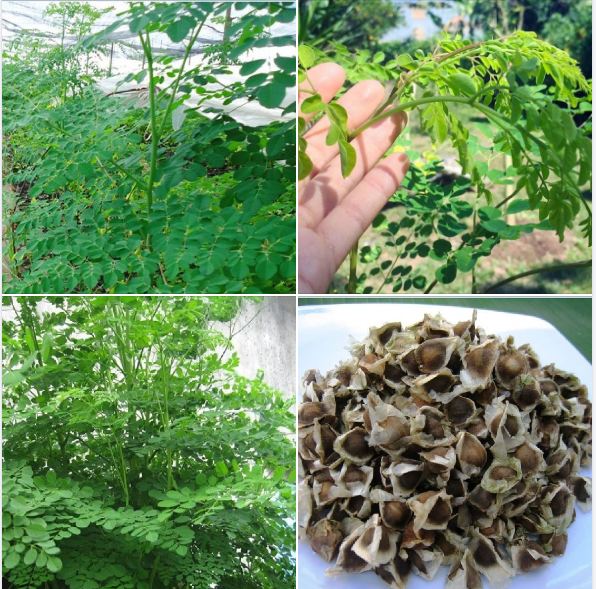 Hạt giống cây chùm ngây-gói 20 hạt