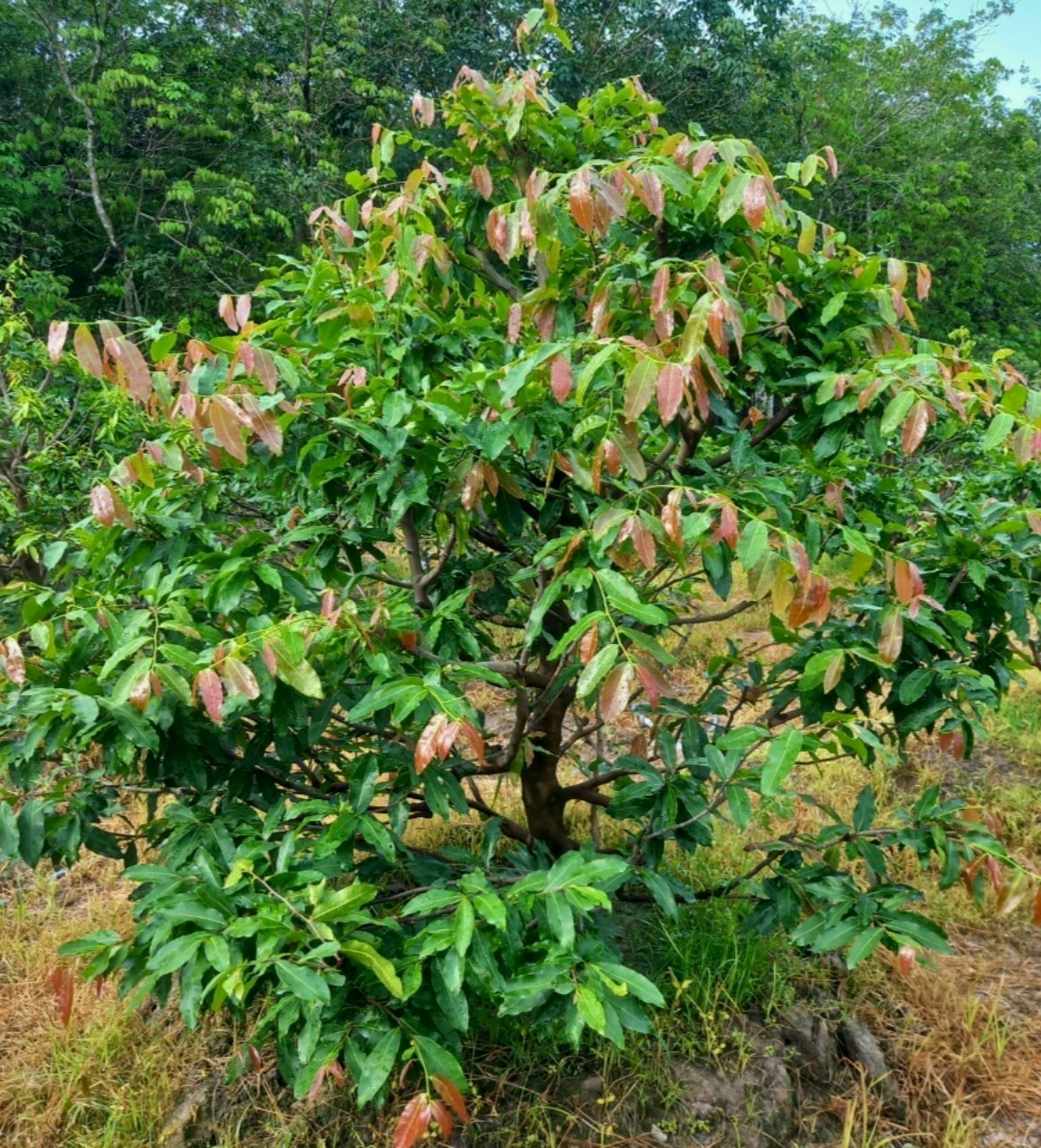 MAX ROOT BUNG ĐỌT RA RỄ MAI VÀNG CHAI 1 LÍT
