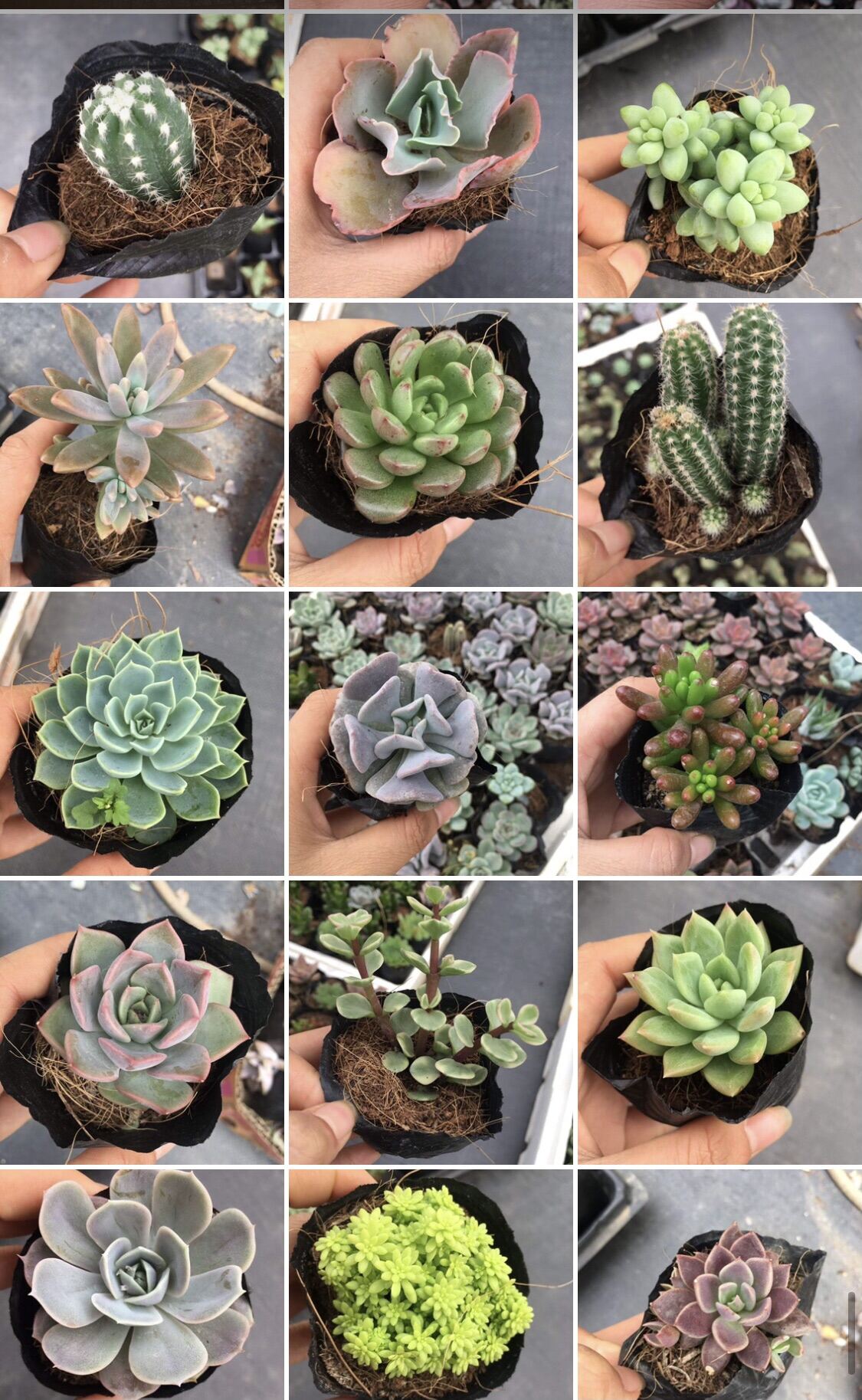 Sen đá size bầu 15k/ cây