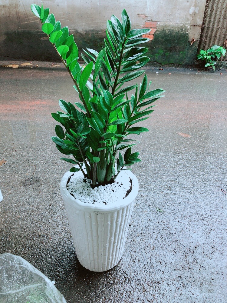 [HCM]Cây Kim Tiền Lớn Chậu Cao