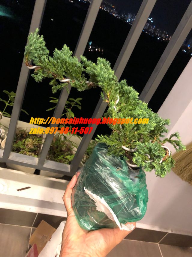 cây họa tùng bonsai mini