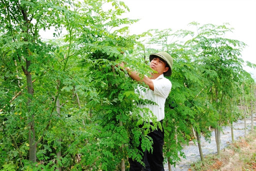 Cây giống chùm ngây