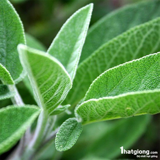 Hạt Giống Cây Xô Thơm (Sage) Chịu Nhiệt Tốt, Thu Hoạch Lâu Năm (Gói 20 hạt)