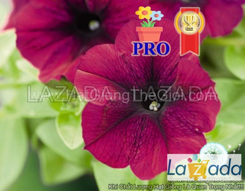 25h Hạt Giống Hoa Dạ Yến Thảo Rũ Success! TR Đỏ Thẫm (| -KD: B36*X62)