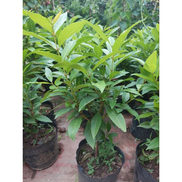 Cây vối nếp (10 công dụng thần kì)
