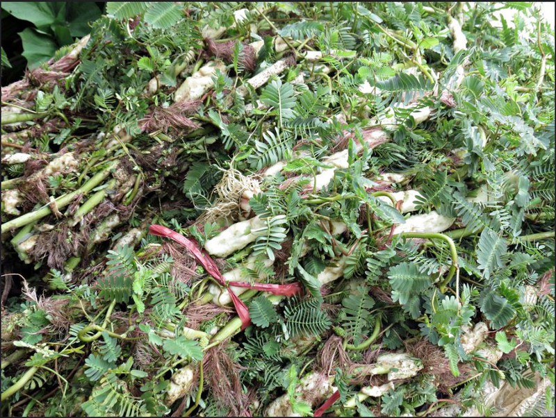 Hạt Giống Rau Nhút (Rau Rút)
