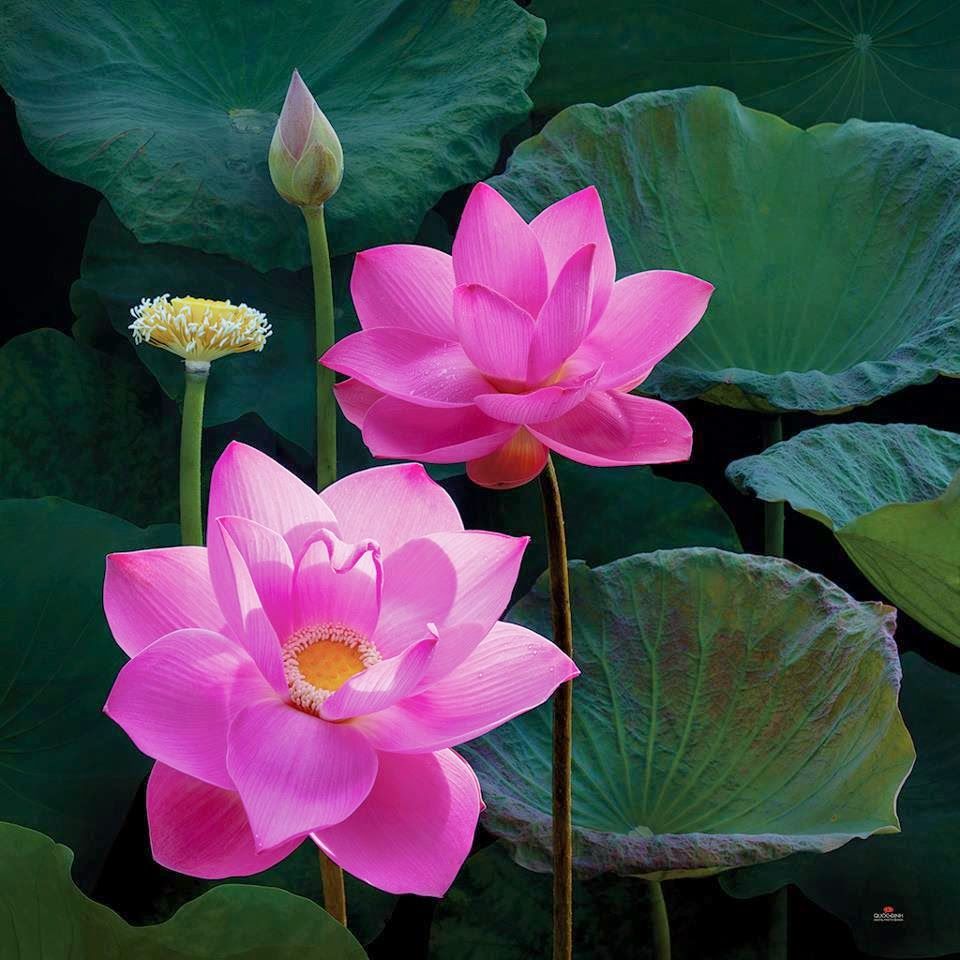 10H_HẠT GIỐNG HOA SEN HỒNG (SEN TA/ SEN VIỆT NAM)