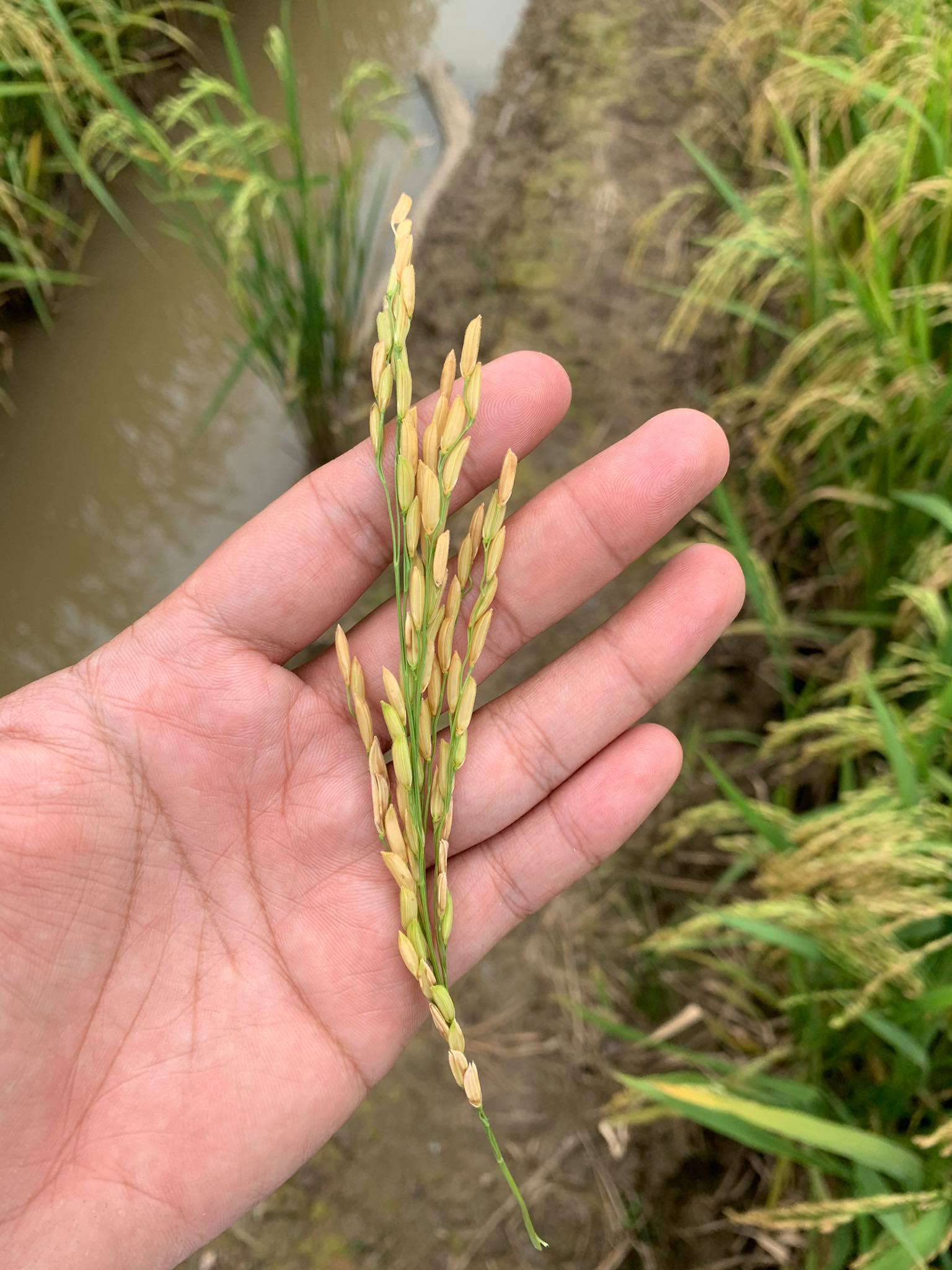 [HCM]Gạo đặc sản ST24 - Sông Vàm Rice