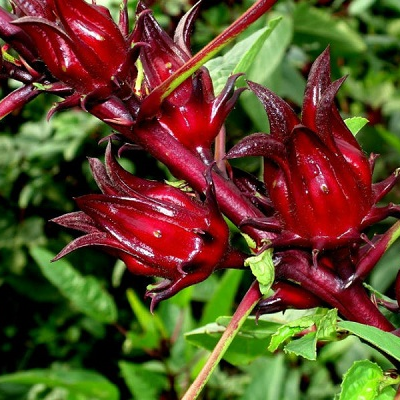 Hạt Giống Hoa Atiso - 2gr