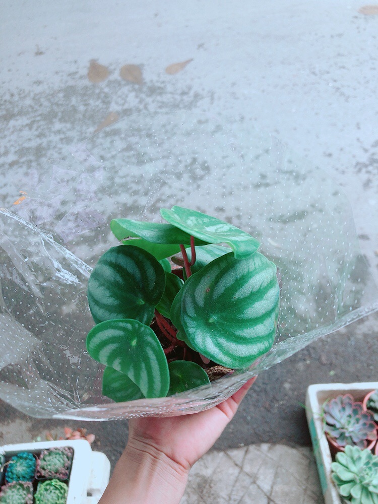 Cây Lá Dưa Hấu