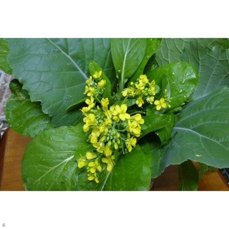 Giống Cải Ngồng (Cải Ngọt Bông) - Gói 20 Gram
