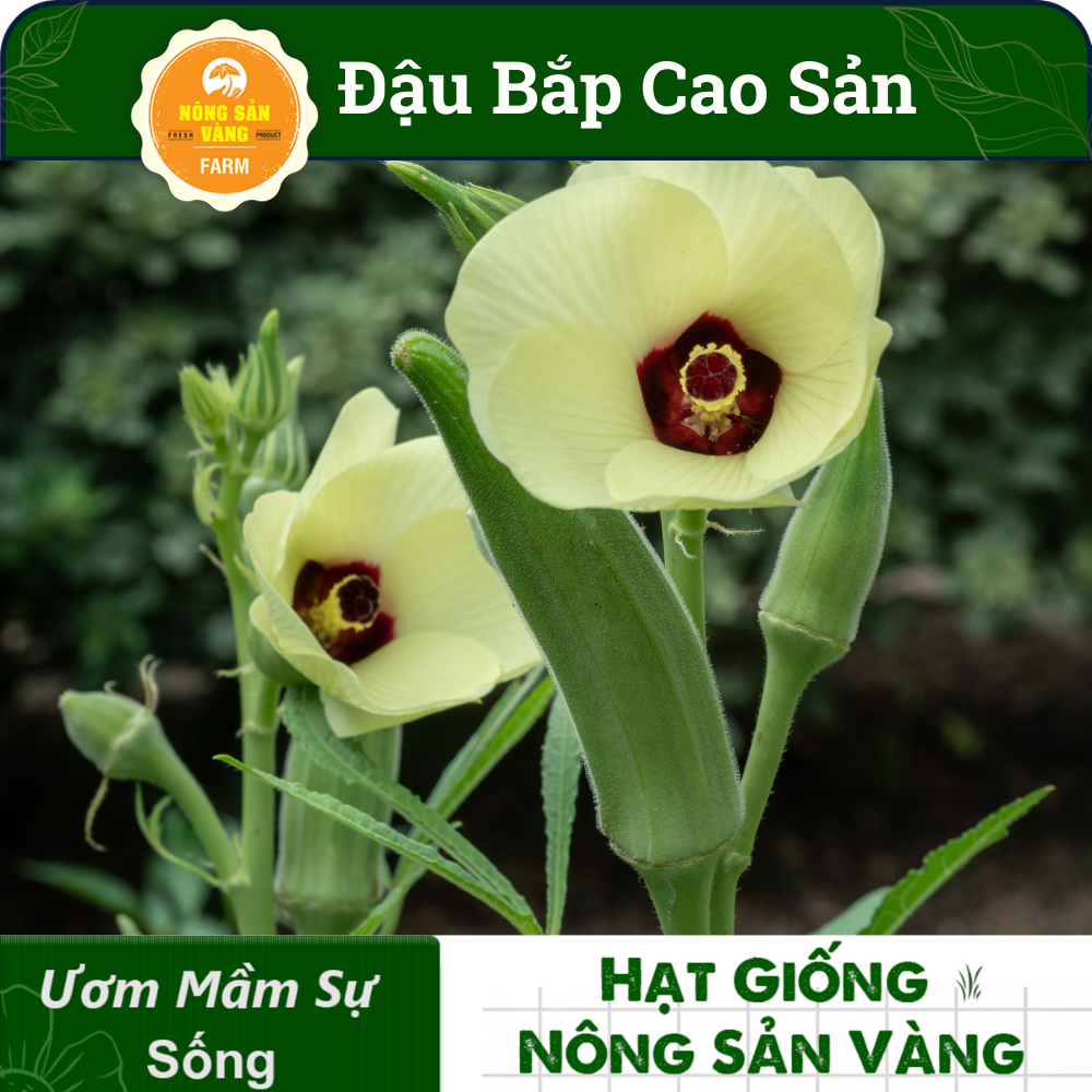 Okra Seed High Output (package 20 grams)-shallow gold