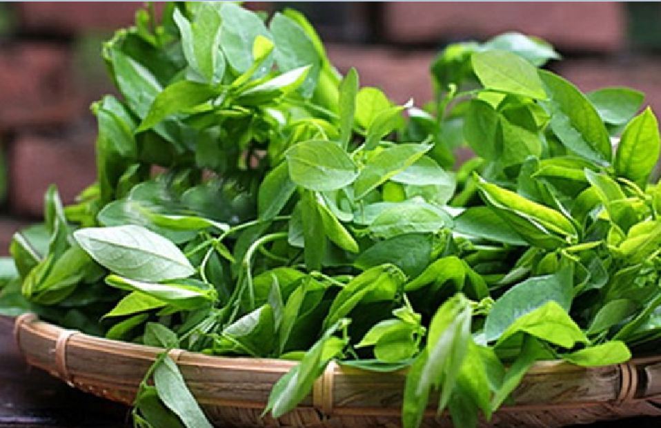 "Gói 20 Hạt " Hạt giống rau bồ  ngót ta siêu ngọn