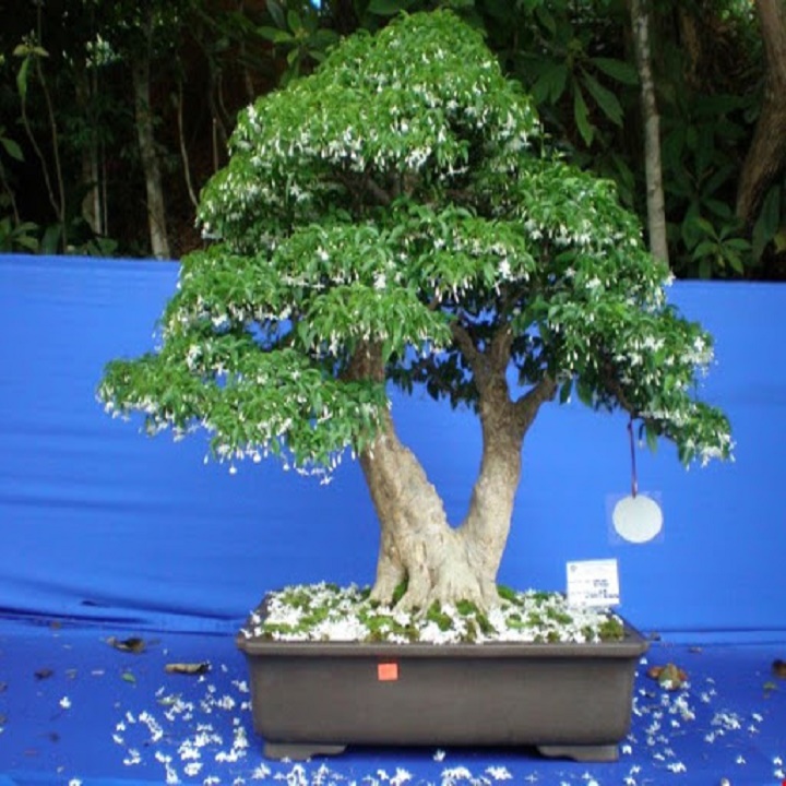 Cây Mai Chiếu Thủy, bonsai giống