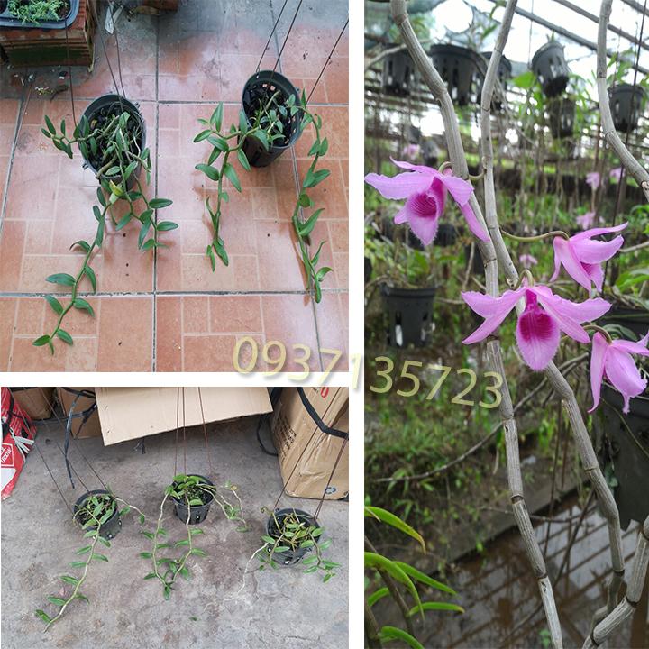 Combo 2 cây lan giả hạc hoa hồng chậu nhỏ