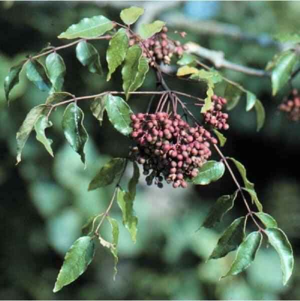 200G MẮC KHÉN TÂY BẮC