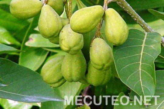 QUẢ KHA TỬ KHÔ (1000G)