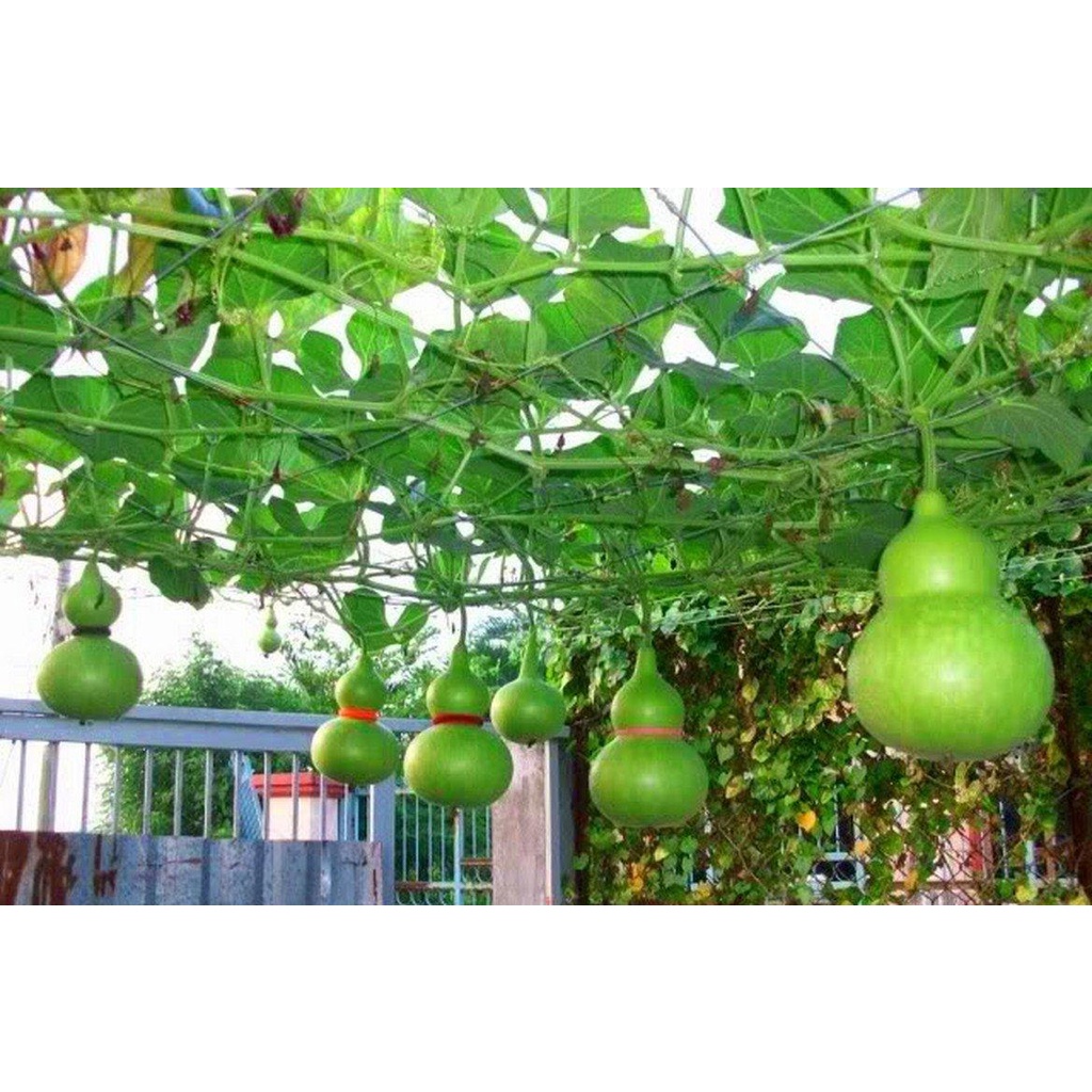 #Hạt Giống Bầu Hồ Lô