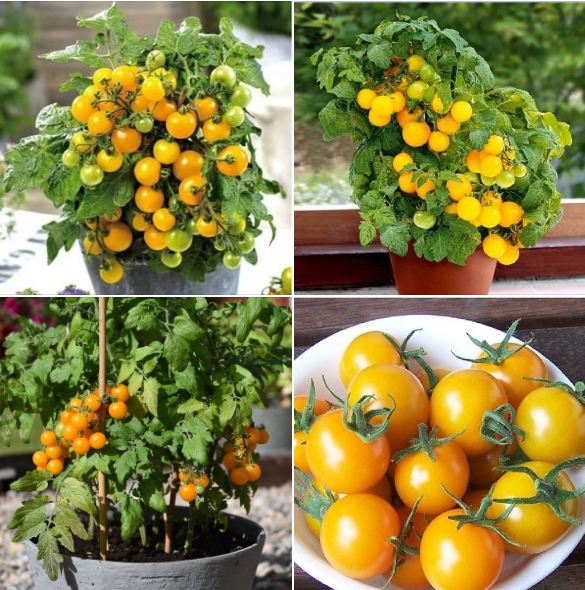 Hạt giống cà chua bi lùn vàng - gói 30 hạt
