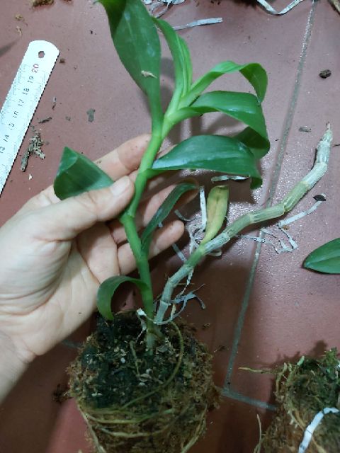 Trầm rồng đỏ