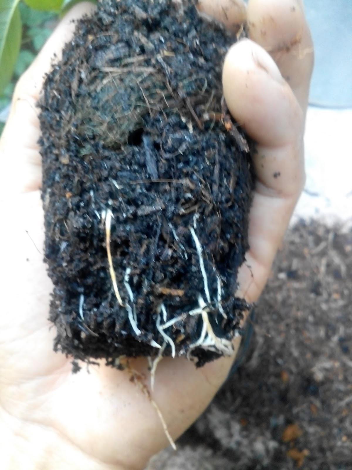 Trấu hun nguyên hạt dùng cải tạo đất, làm giá thể trồng rau mầm, sen đá..1kg