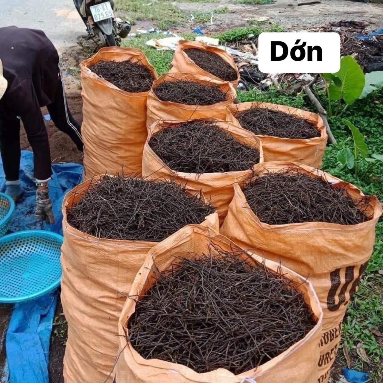 Dớn Cọng Trồng Lan