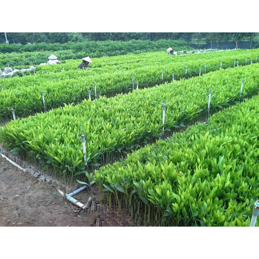 Cây Keo Lai Lá Tràm Giống Lấy Gỗ
