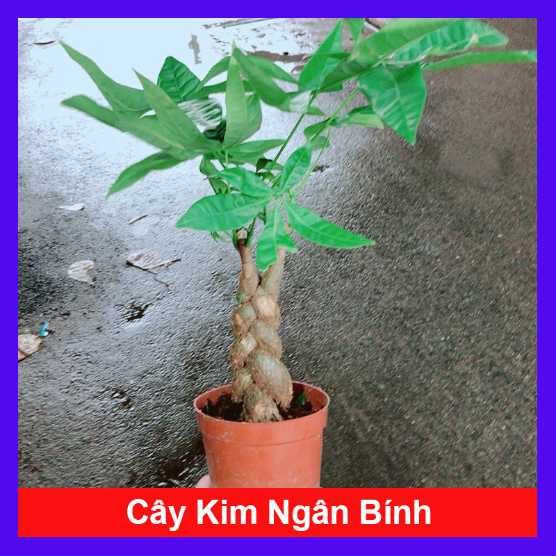 Cây Kim Ngân Bính - Cây cảnh Bonsai phong thủy May Mắn Tài Lộc - Cây trang trí nhà cửa văn phòng
