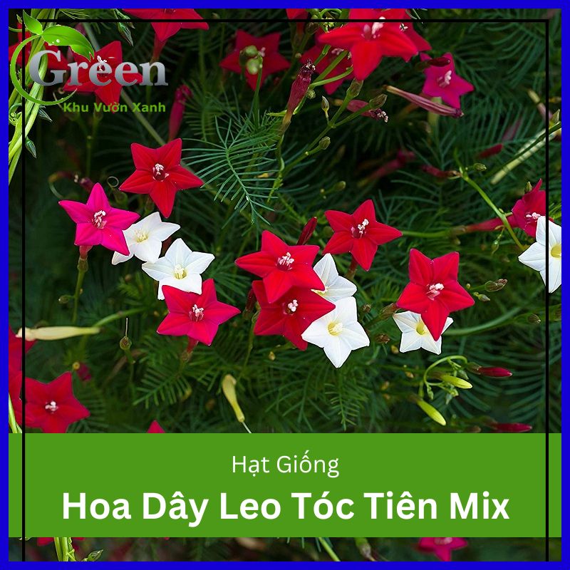 Hạt Giống Hoa Dây Leo Tóc Tiên Nhiều Màu Dễ Trồng, Nở Hoa Quanh Năm