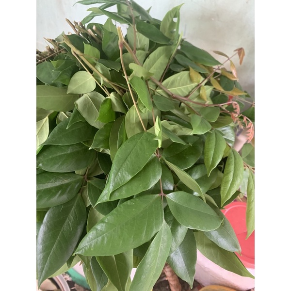 lá khế tươi 1kg- khách đặt mới hái