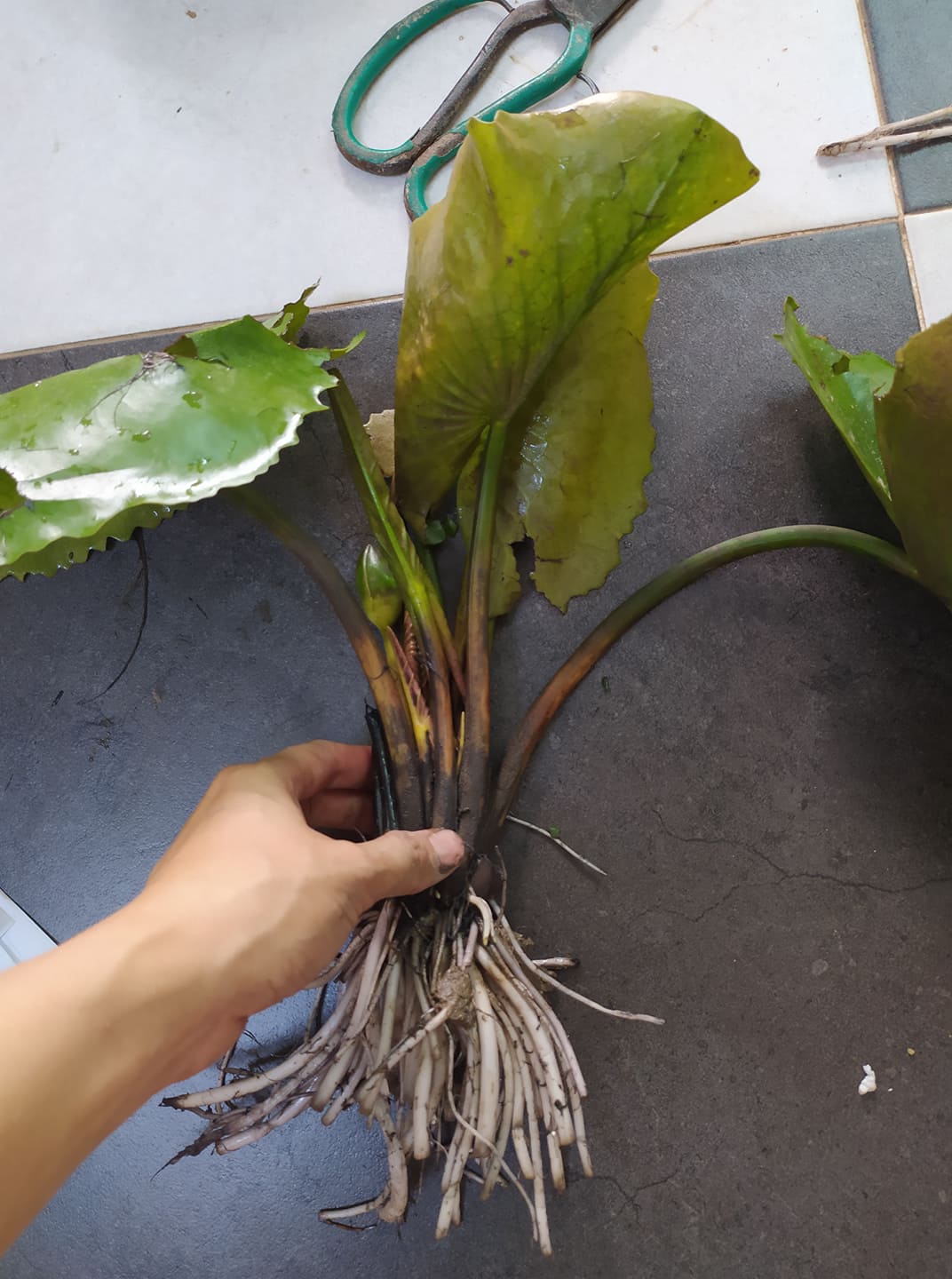 ( Chỉ gưi miền bắc- trung) Cây hoa súng Thái trắng 03