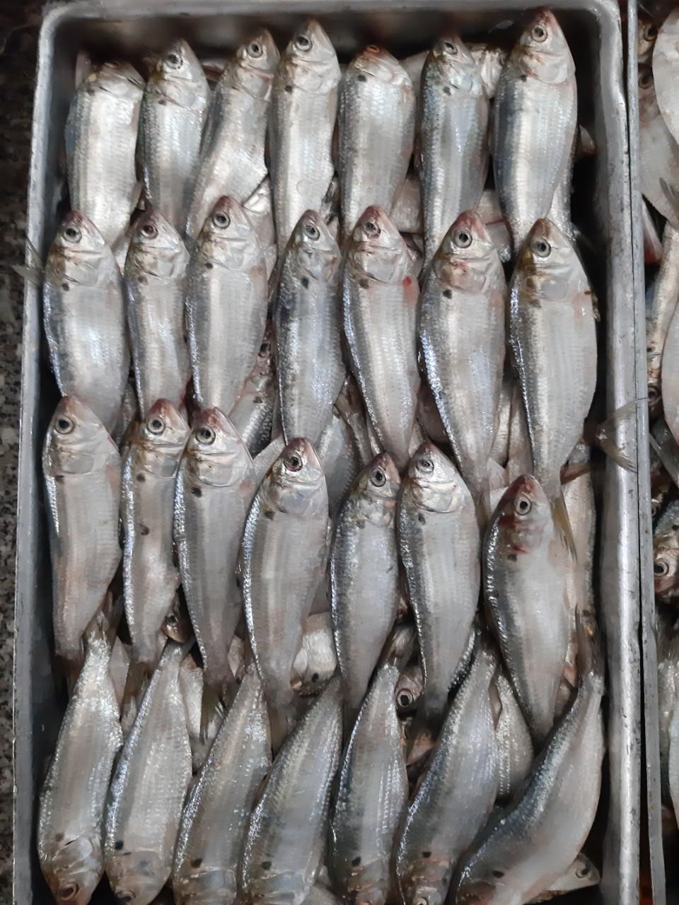 Cá Mòi Nguyên Con Đông Lạnh 1kg