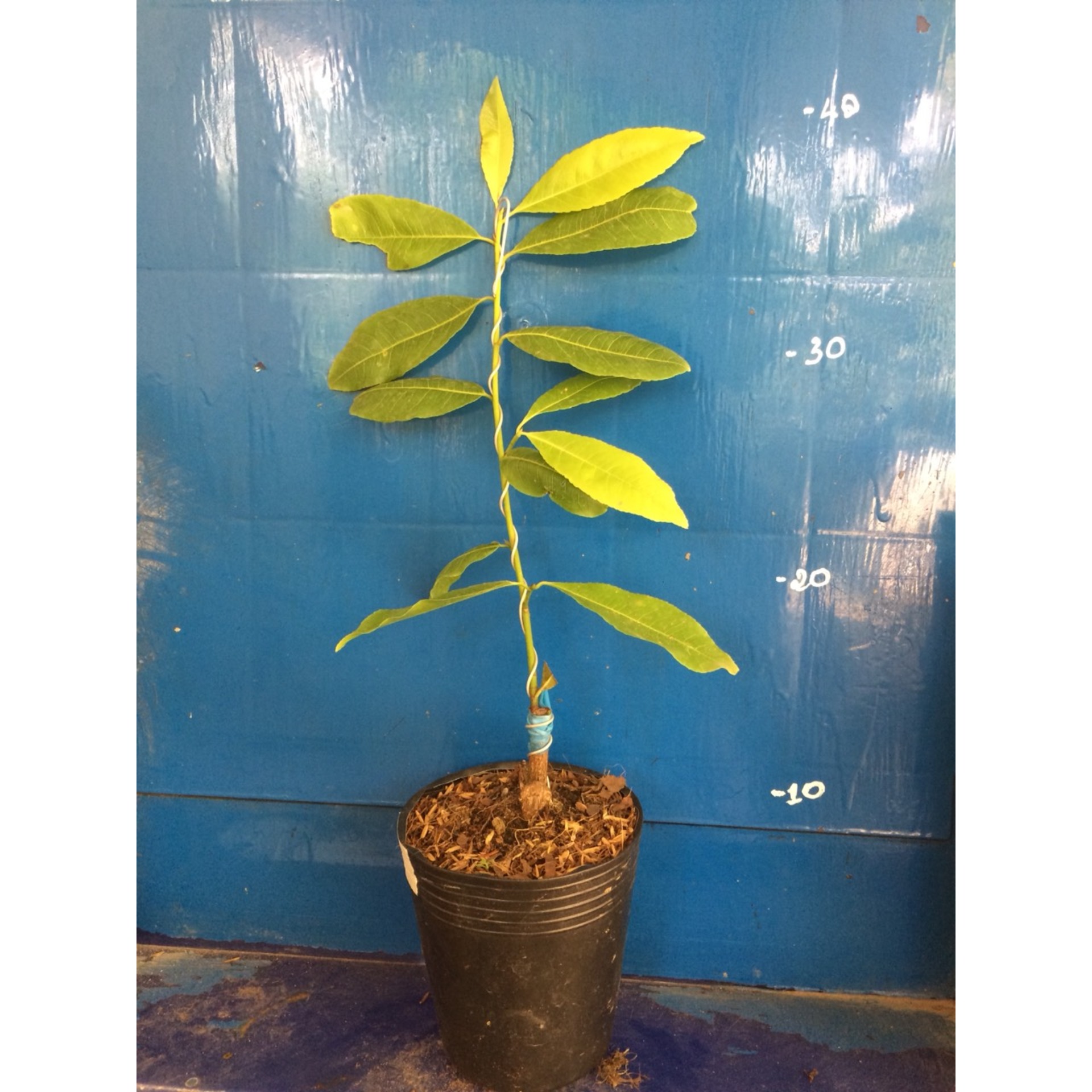 Mai Lá Ngọc Cành Vàng Mini