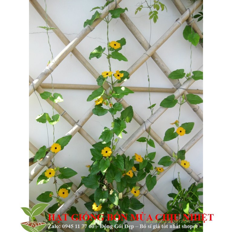 MJ101 Hạt giống hoa Ánh Dương (mắt huyền) 4 Hạt