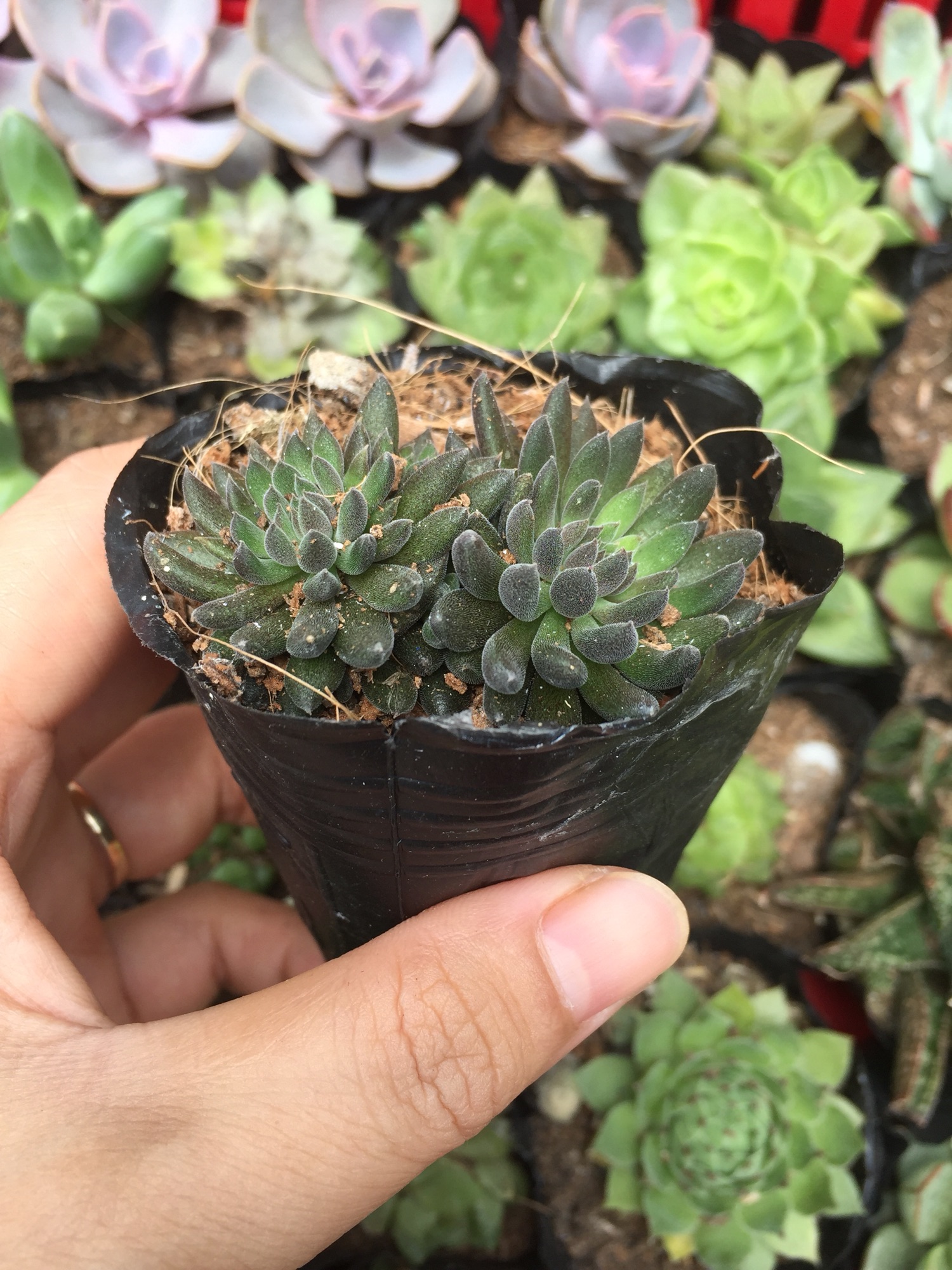 Sen đá nhím đen size bầu