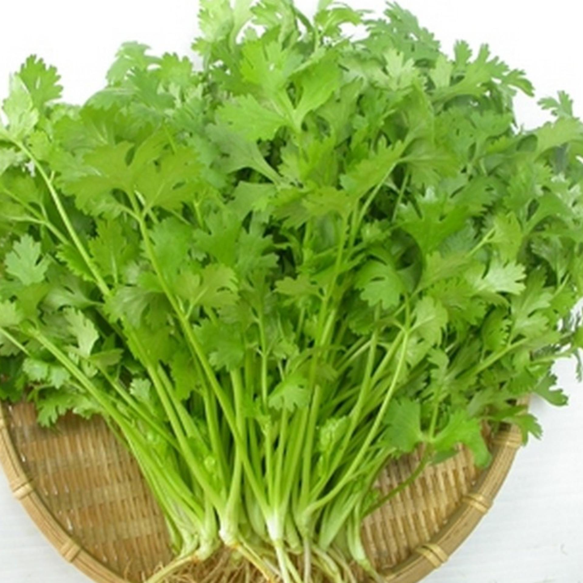 Hạt giống ngò rí chịu nhiệt -  rau mùi - ngò Bạc Liêu VTS43 | Vạn Tín Store