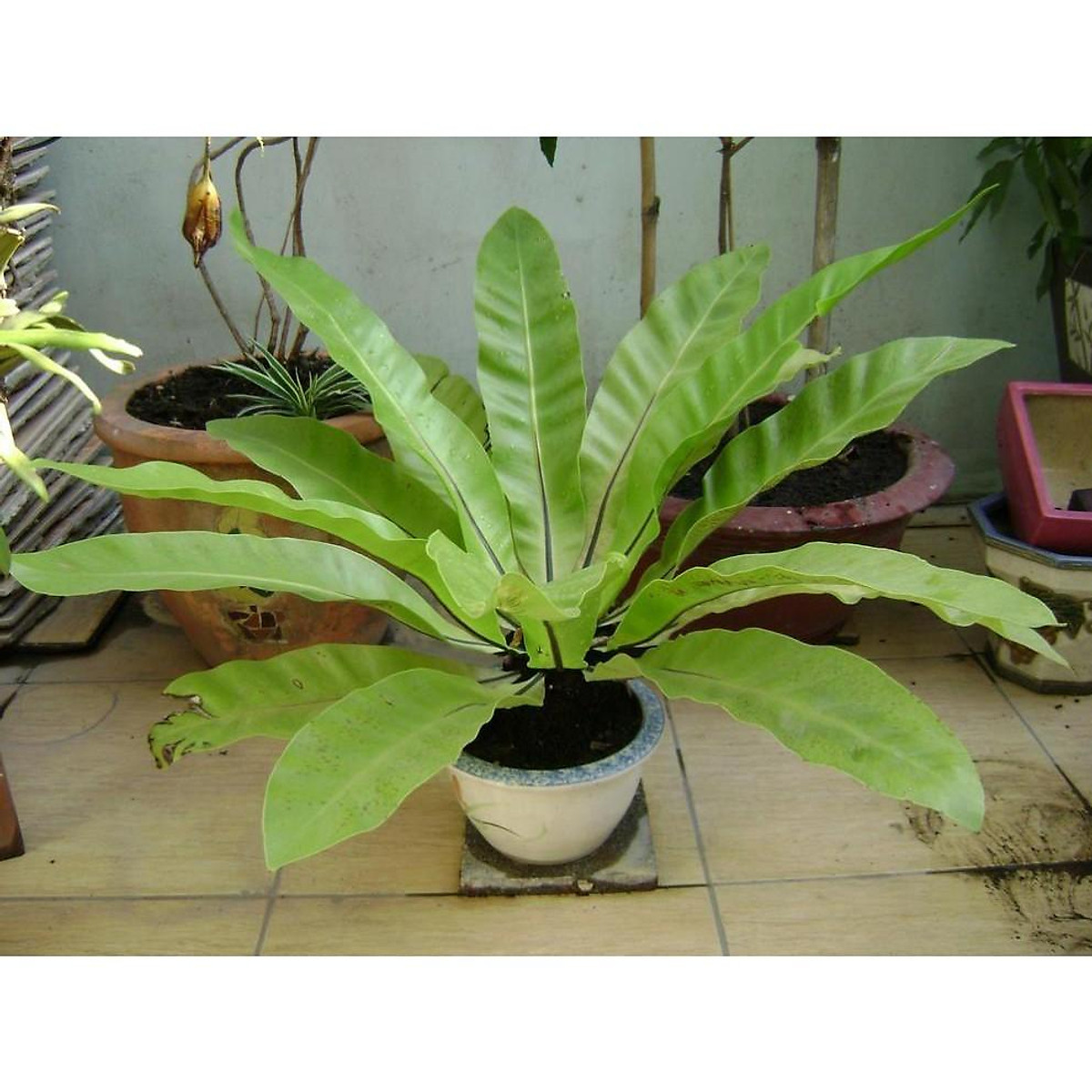 Cây tổ quạ, cây phong thủy, cây ghép lan, điều hòa không khí, mang lại bình yên, thịnh vượng tặng 2 cây chè xanh
