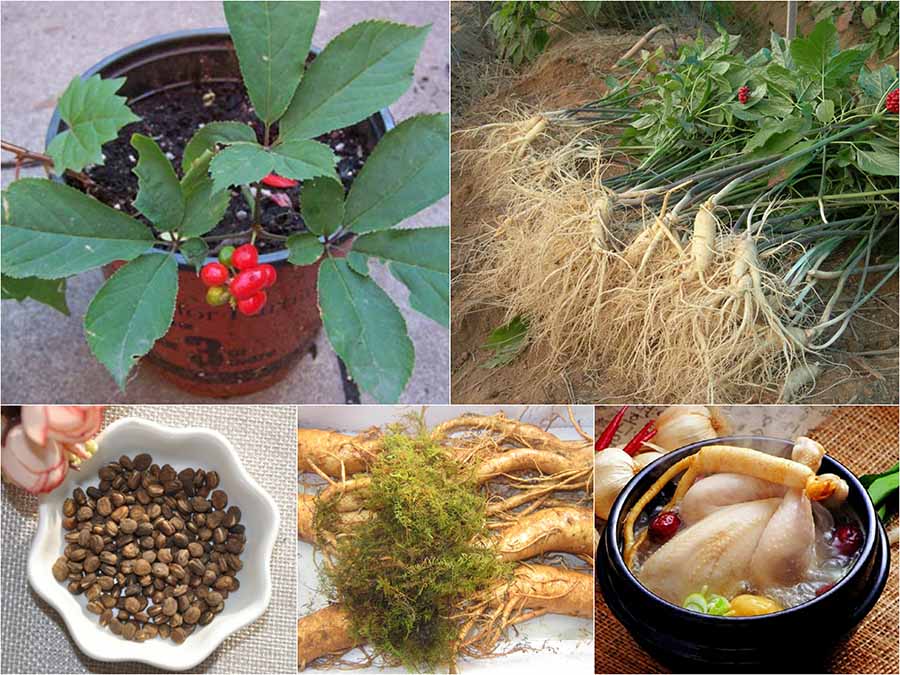Hạt giống Nhân sâm Mỹ (gói 5 hạt)