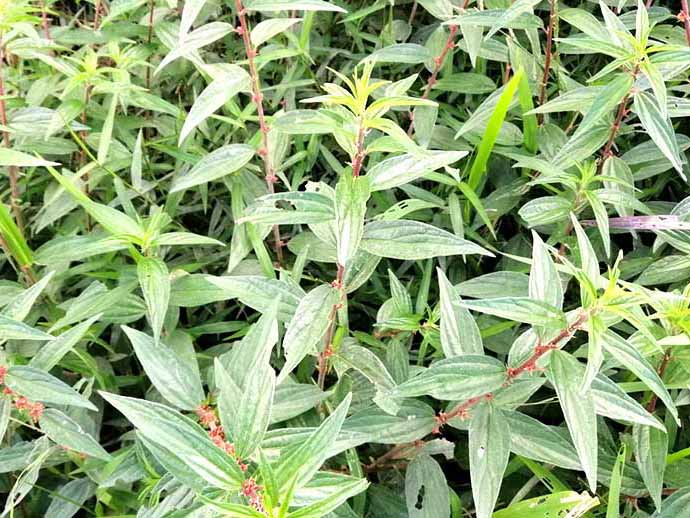 Cây lá dồi phơi khô 1 ký hàng khô sạch ( bọ mắm )