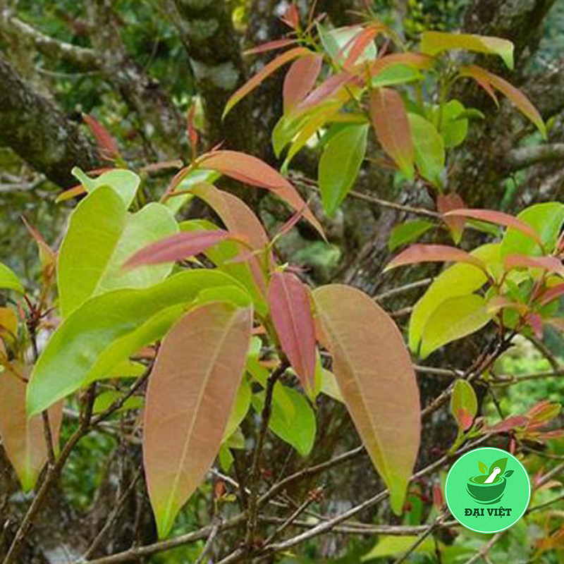 Cây thành ngạnh (gói 1kg) - DV161