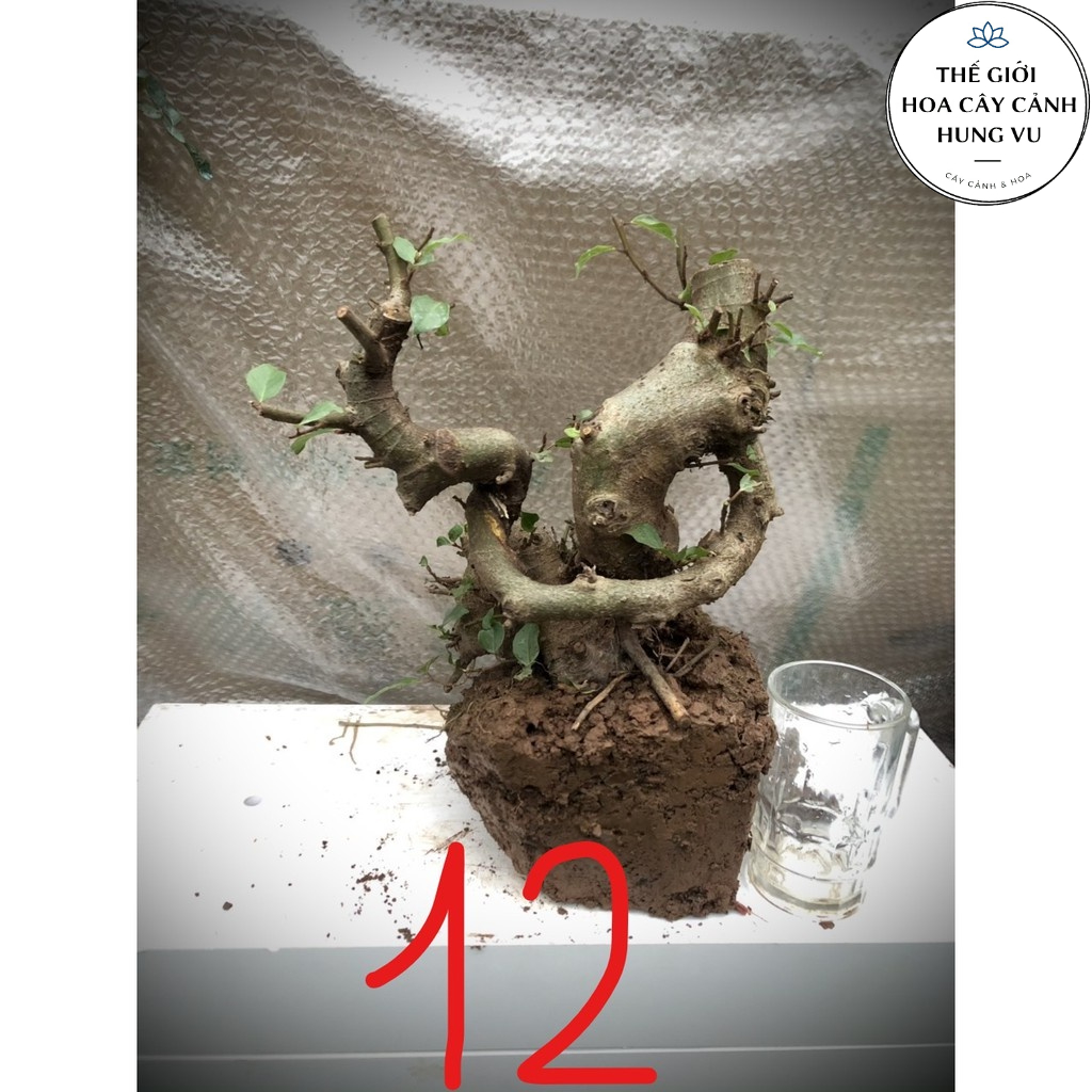 Cây sung bonsai phôi (ảnh thật) đánh số 1-20.