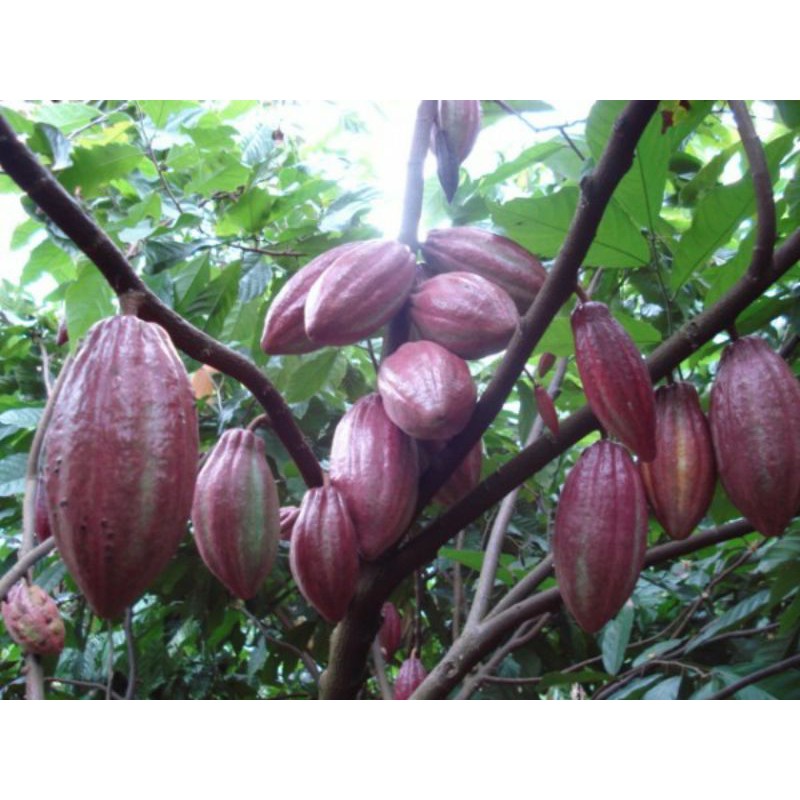 GIỐNG CÂY CACAO ( CHO TRÁI SỚM )